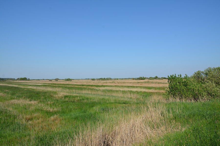 Landscape in the Lundener Niederung nature reserve in the district of Dithmarschen