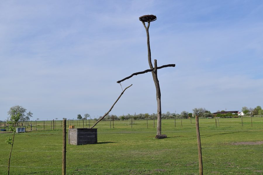 Traditional draw well with a stork nesting structure in a horse pasture in Apetlon
