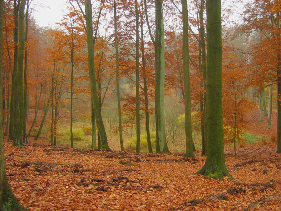 Beech forest and marshy hollow in the Brohmer Berge