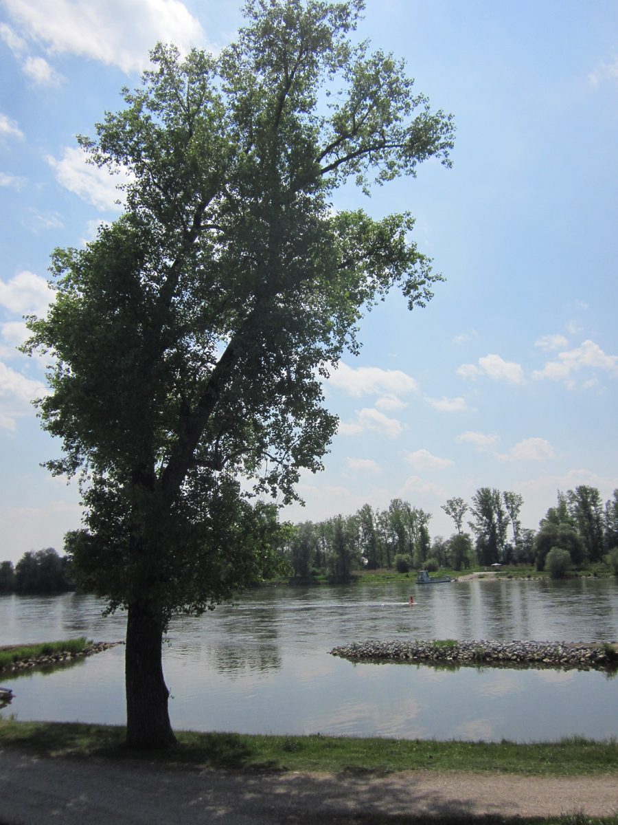 Danube at Niederalteich with foot ferry