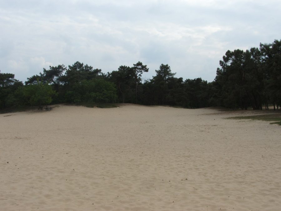 Sand dunes and heathland in Loonse en Drunense Duinen National Park.
