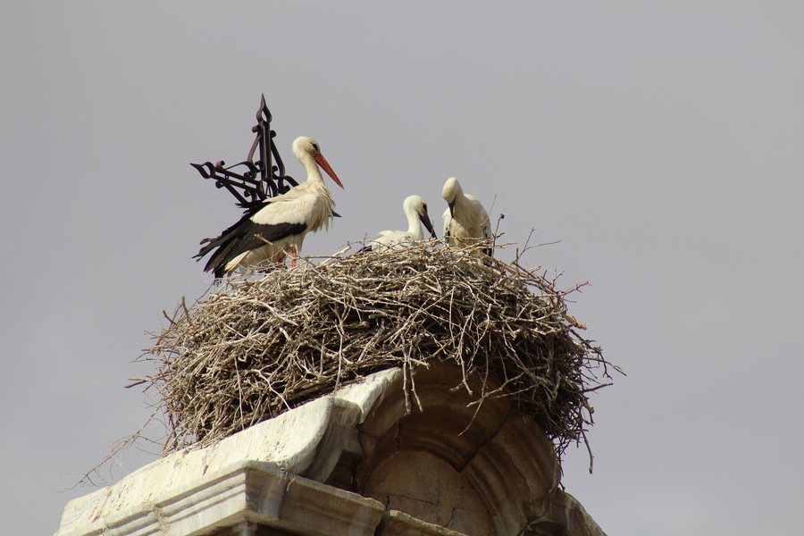 File:Storks in Consuegra Spain.JPG