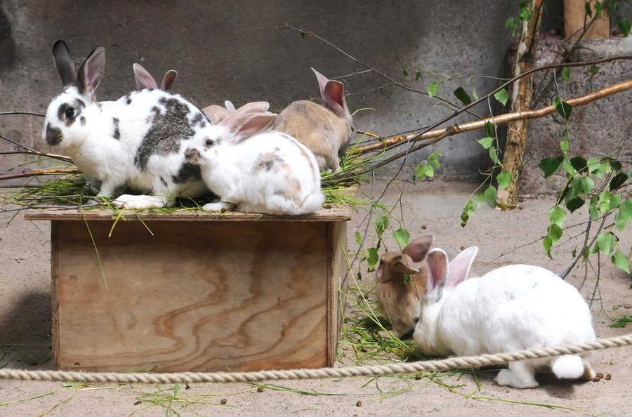 File:Gotland rabbit colour variation 01 Nordens Ark.jpg