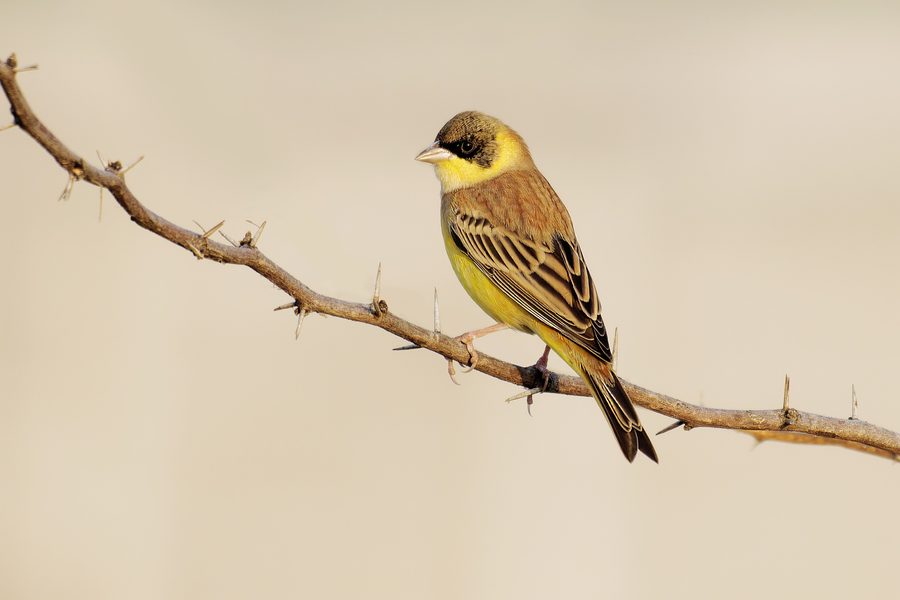 A black-headed bunting is perched on a branch.
