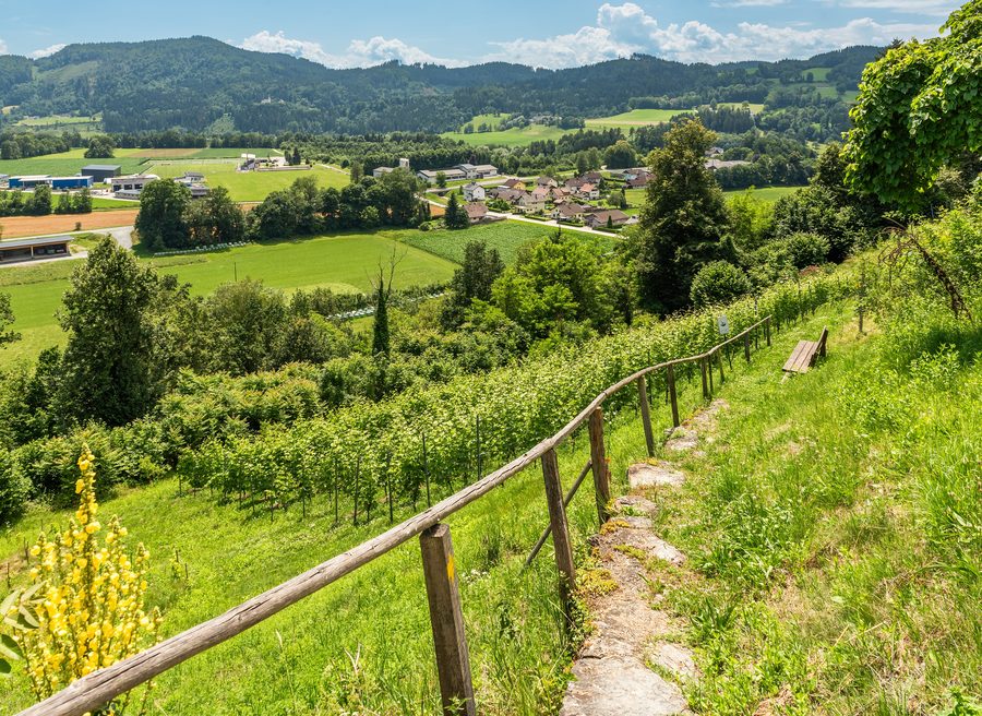 Vineyard in Friedlach in the municipality of Glanegg in the district of Feldkirchen