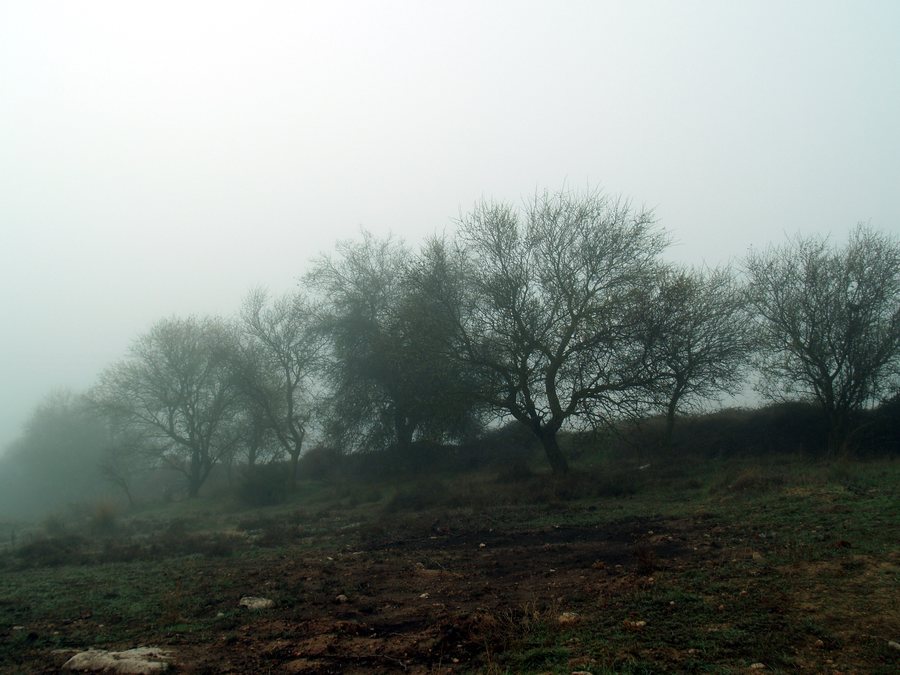 File:Noblejas, Almendros en la niebla - panoramio.jpg