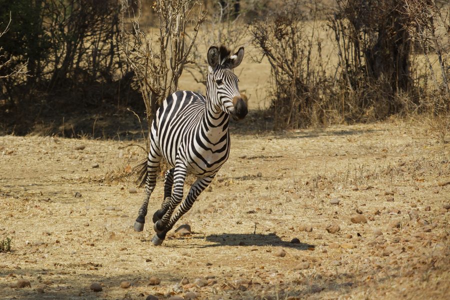 Plains zebra