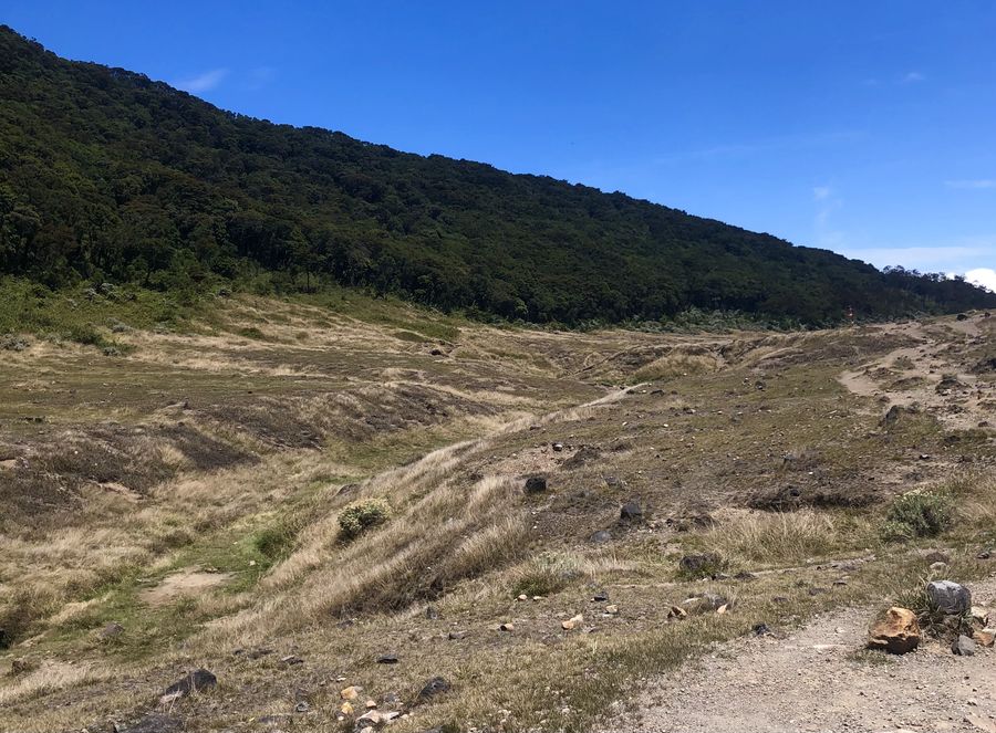 Savanna landscape in Gunung Gede Pangrango National Park in West Java