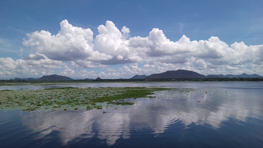 Tissa Wewa Lake near Tissamaharama with water lilies and a floating cormorant