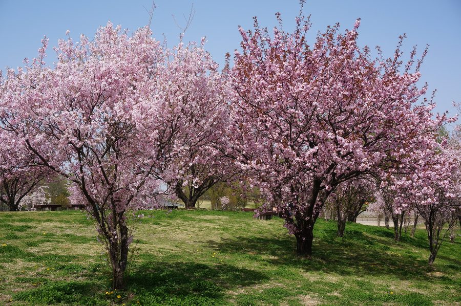 Kumagai cherry blossoms in full bloom at Beppunuma Park in Kumagaya City