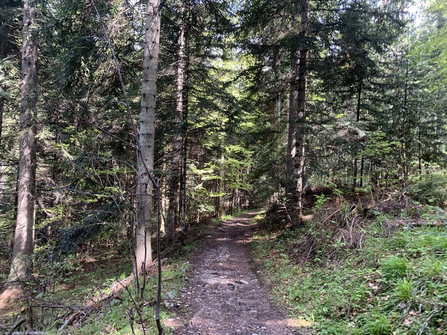 File:Chemin forestier Crots - proche belvédère du Colombier.jpg