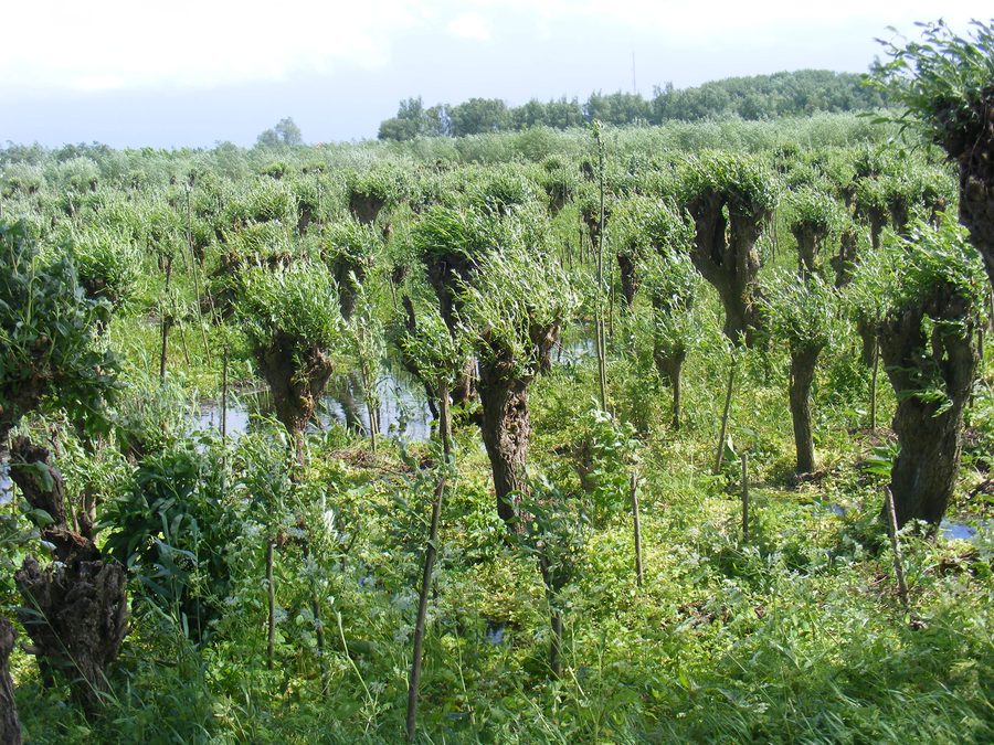 Griendbos in de Biesbos