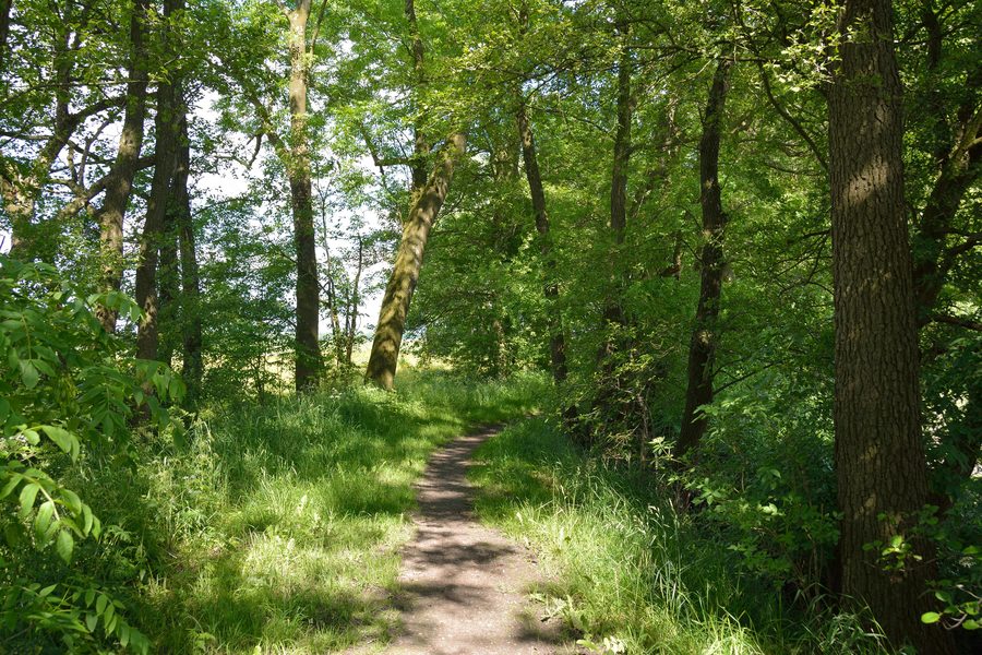 Weg zu einer verlandenden Reetkuhle, einem Naturdenkmal in Neuendorf bei Elmshorn