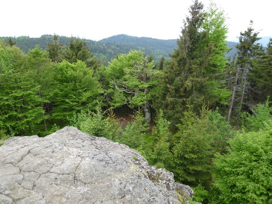 View from the Breitenauriegel over the surrounding trees in the Bavarian Forest Nature Park