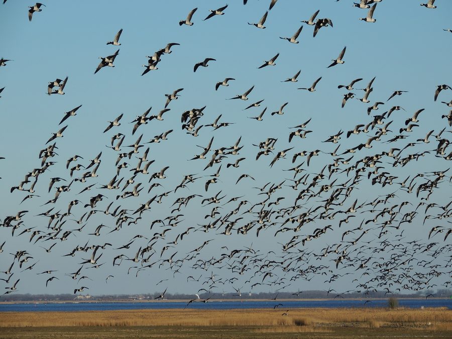 Barnacle geese in the Lauwersmeer National Park near Ezumakeeg