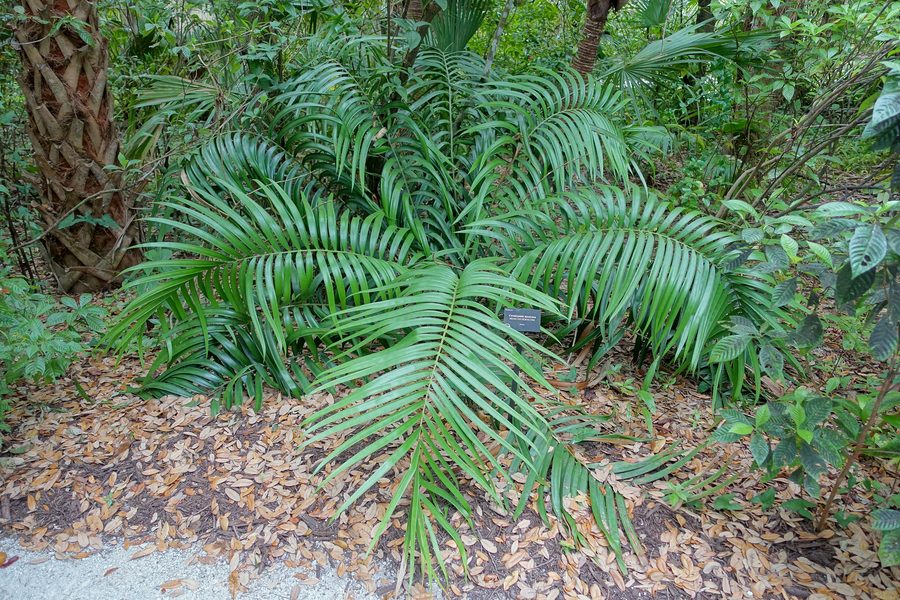 Botanical specimen in the McKee Botanical Garden in Vero Beach