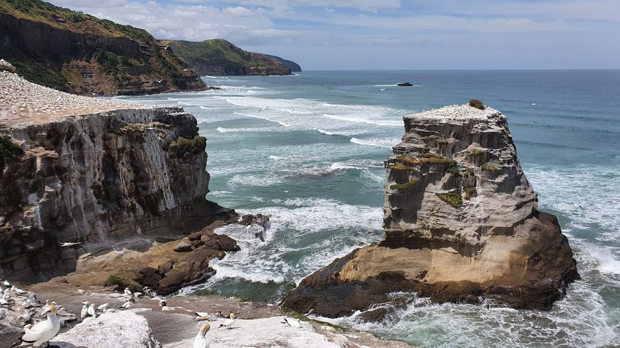 Colony of Australasian gannets on the coast of Muriwai