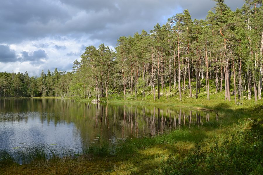 Landscape in Norra Kvill National Park in Sweden