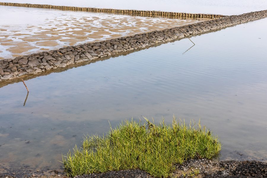 Mudflat vegetation in the Wadden Sea east of Bensersiel