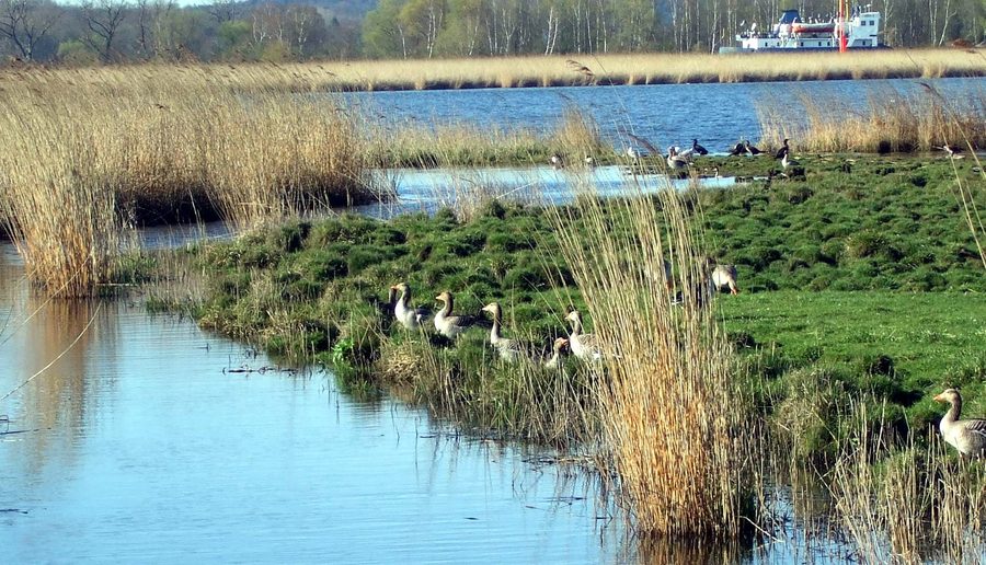 View over the Große Lagune of the Schellbruch with gray geese and cormorants