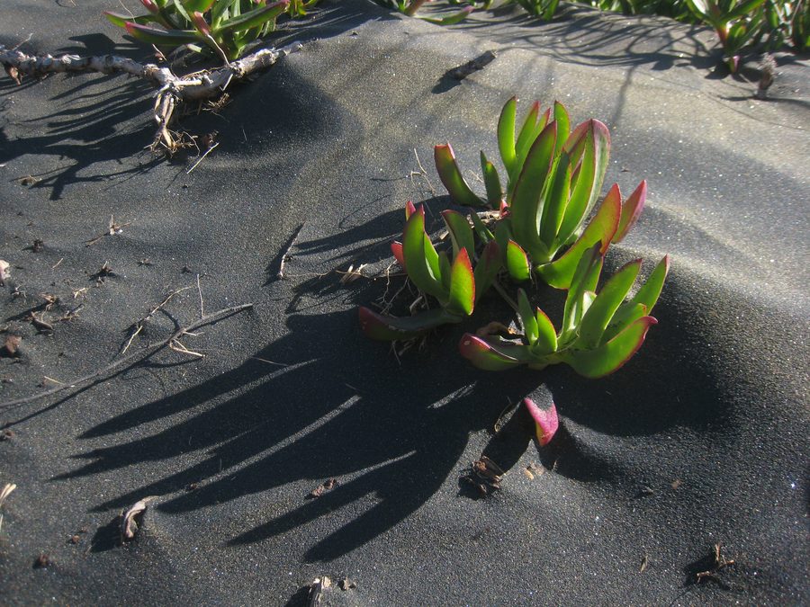 Ice plant in the sand dunes behind Muriwai Beach