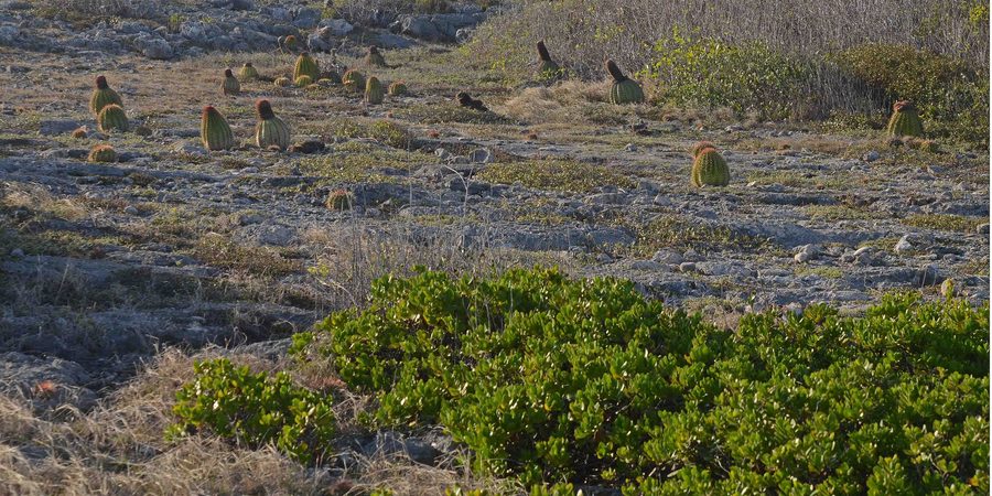 Dry forest in Guánica State Forest in Puerto Rico