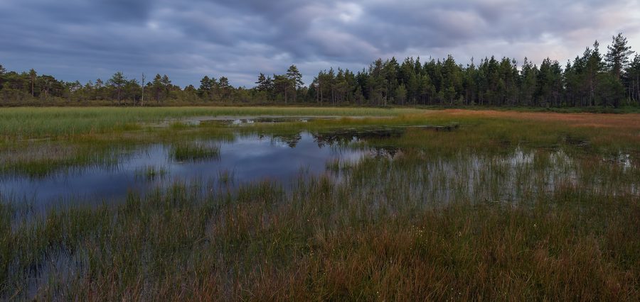 Landschaft im Naturschutzgebiet Põhja-Kõrvemaa in Nordestland