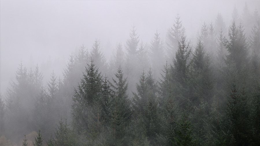 File:Evergreens in the Fog - Perth and Kinross (55078024408).jpg