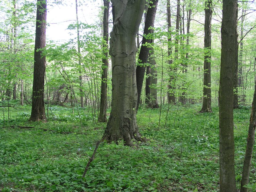 Woodland at Dowagiac Woods Nature Sanctuary