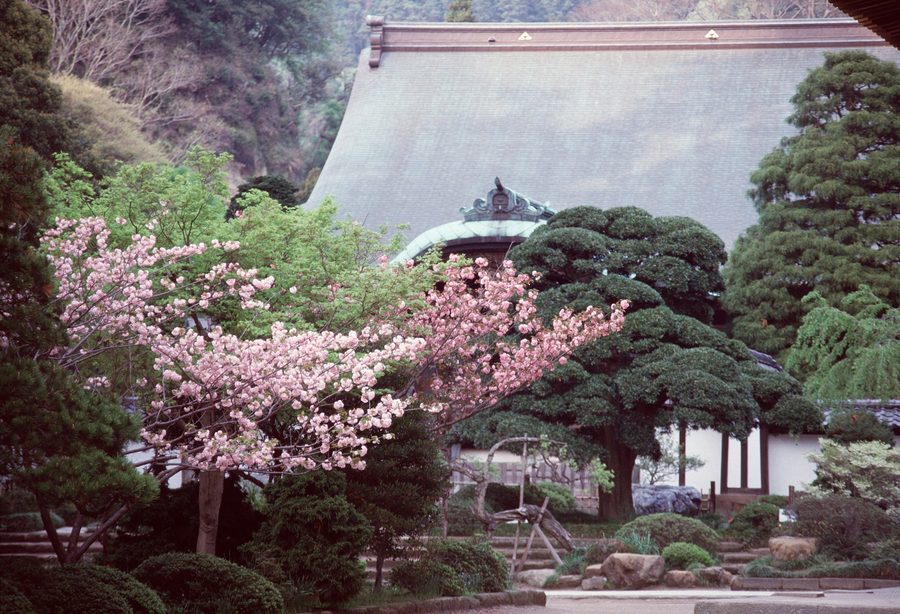 Japanese temple garden with pond and lush vegetation