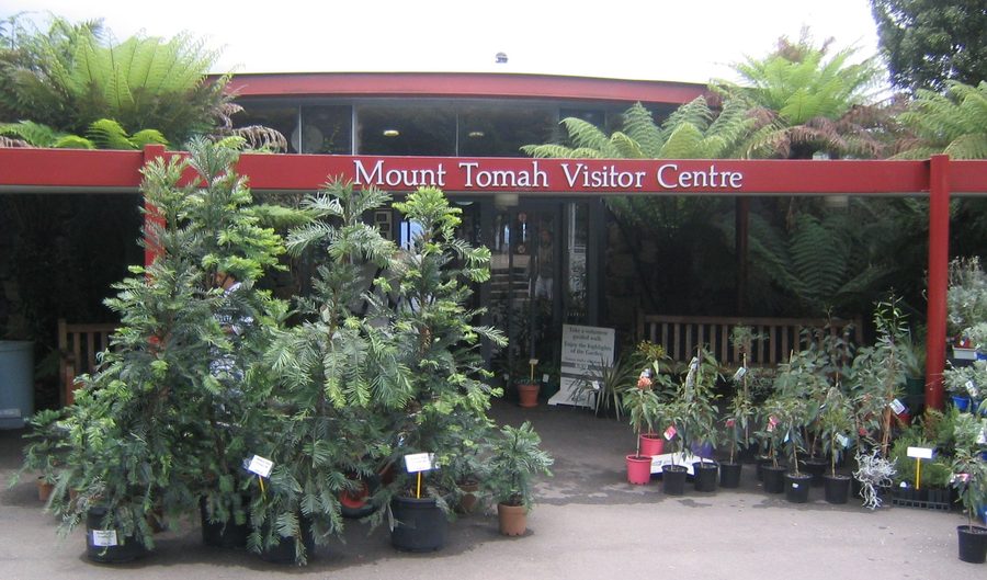 Wollemi pine in front of the Mount Tomah Botanic Garden visitor center