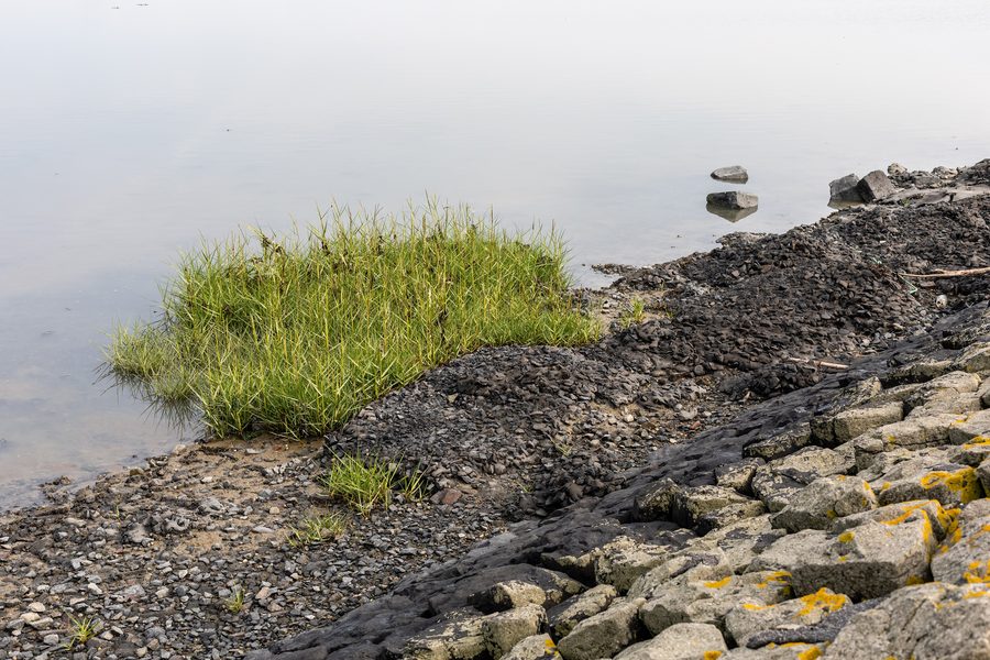 Wadden Sea east of Bensersiel near Esens with saltmarsh grass