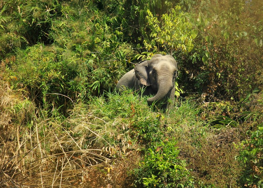 Asian elephant in the natural area of Inani near Cox's Bazar