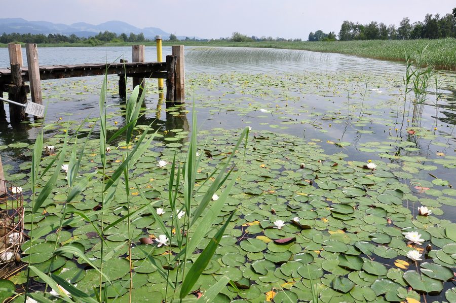 Reed area on the shore of Lake Pfäffikon near Seegräben