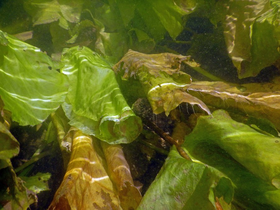 File:Nénuphars Nuphar lutea Pont romain d'Azay-le-Brûlé Sèvre niortaise 2016 aout Lamiot.jpg