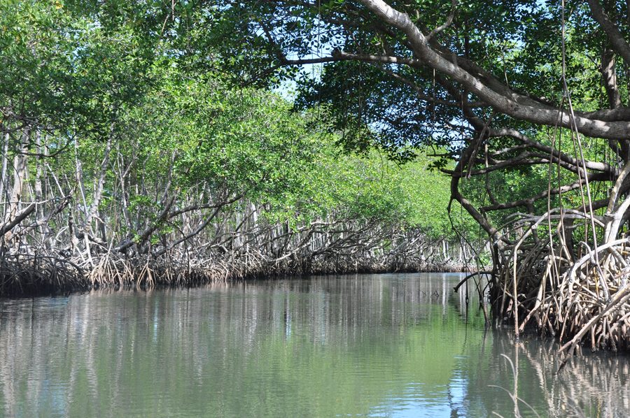 Caño Hondo River in Los Haitises National Park on Samaná Bay