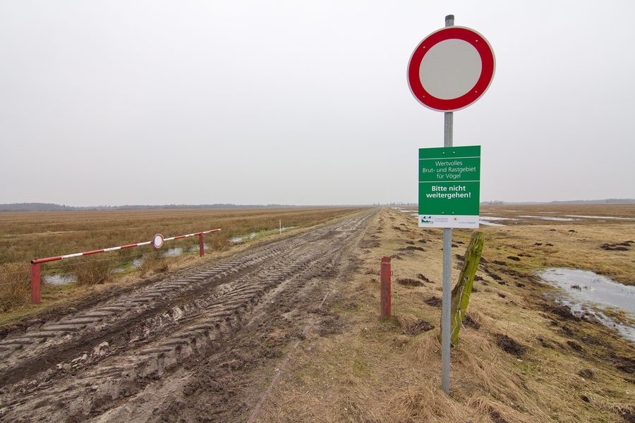 Wietingsmoor bog area in the Freistätter Moor nature reserve