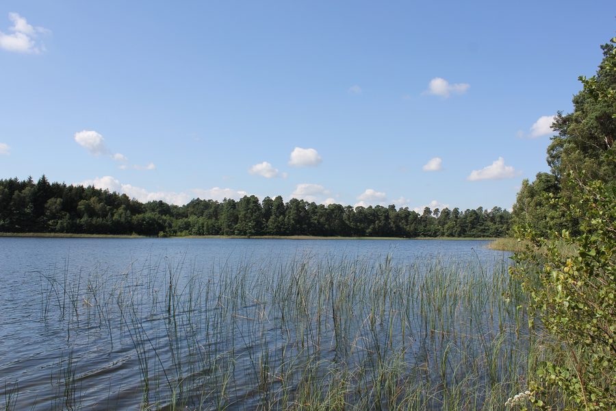 Blick auf den von Wald gesäumten Langhagensee bei Neu Poserin