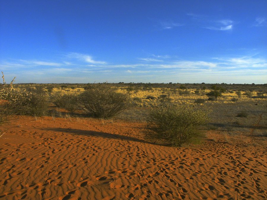 Kalahari landscape in Botswana