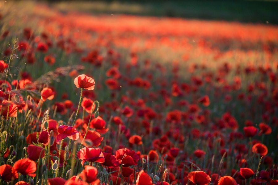 Poppies in the open landscape of Skåne