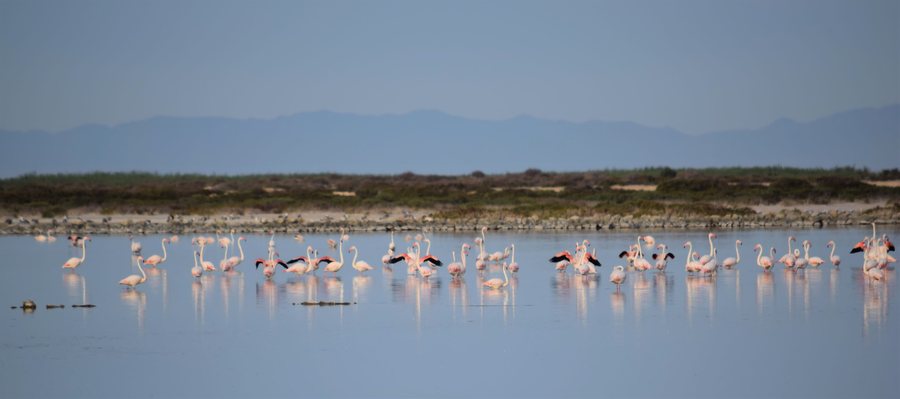 File:Grupo de flamencos en Punta Entinas Sabinar, El Ejido, Almeria.jpg
