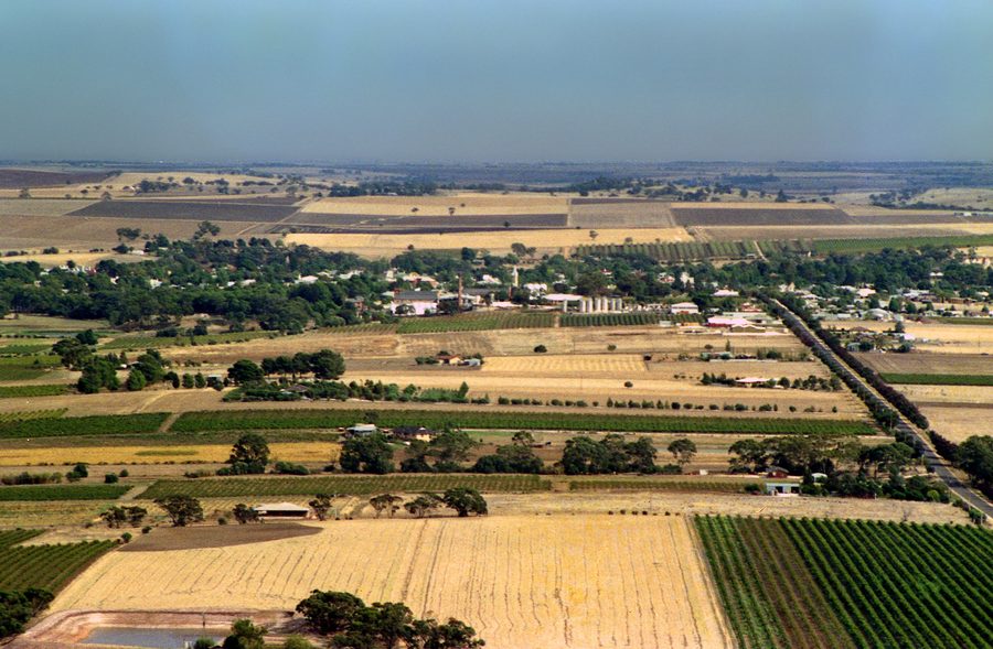 Vineyards in Barossa Valley in South Australia