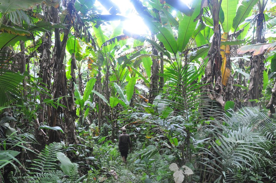Bewaldete Landschaft im Nam Ha National Protected Area, Laos