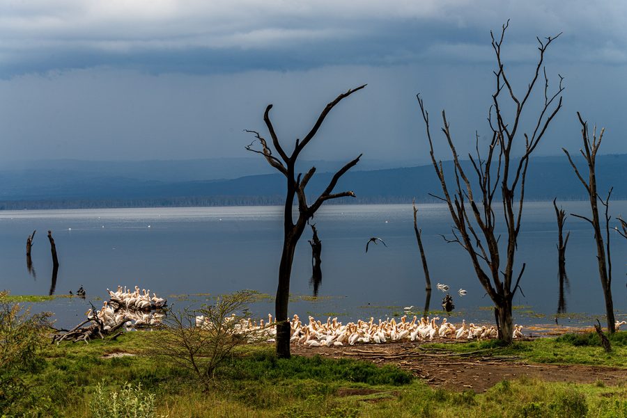 Pelicans on the shore of Lake Nakuru in Kenya with rain clouds gathering