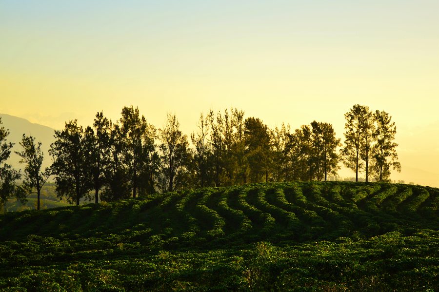 Coffee slopes in Heredia
