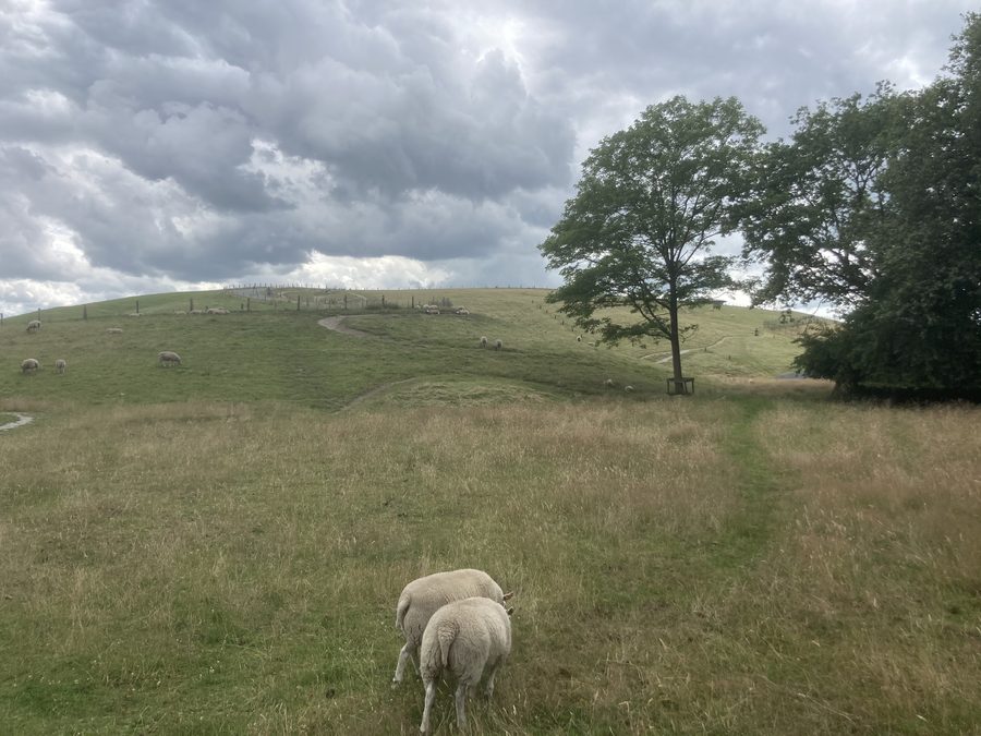 Landschaft am VAMberg mit dem Oude Diepje nahe Drijber in Drenthe