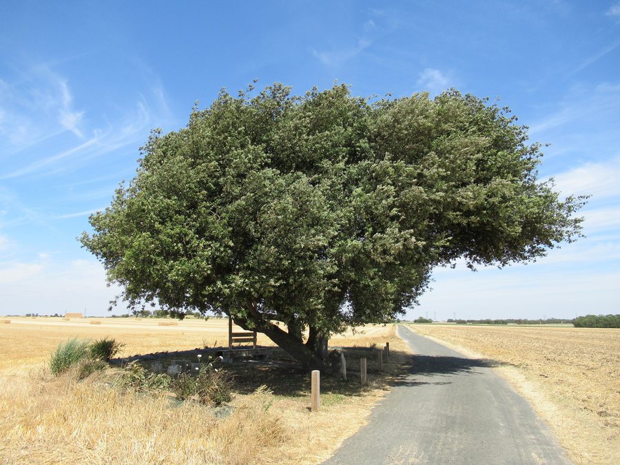 File:Clavette - Chêne 01.jpg
