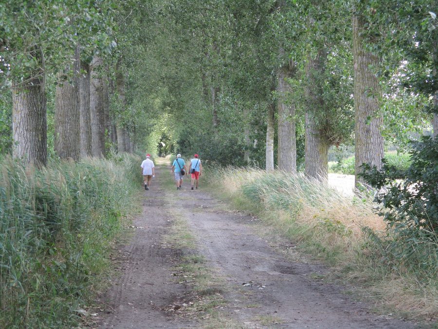 Tree-lined avenue in Het Leen near Eeklo