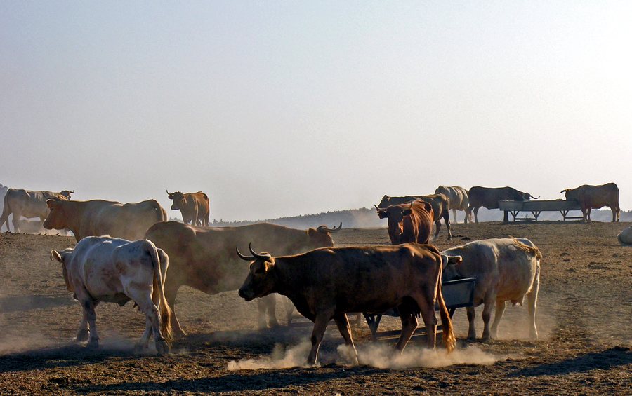 File:Feeding out near Palma del Río.jpg