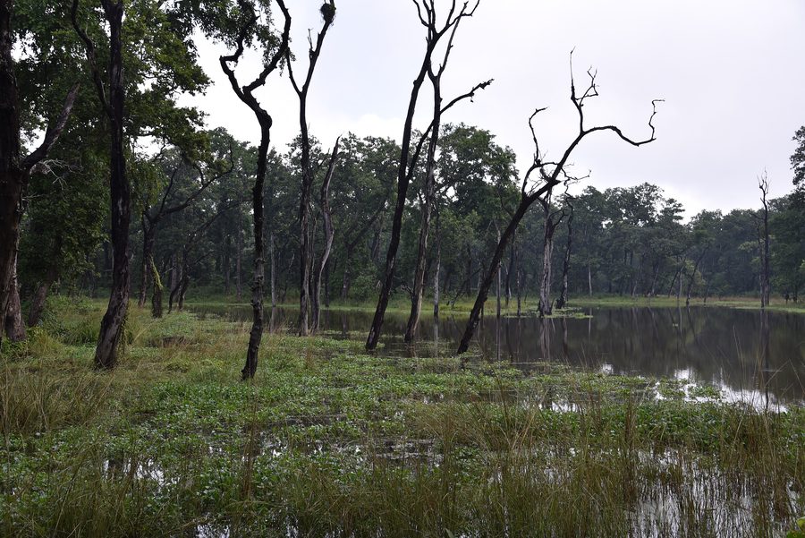 Forest landscape in the lowlands of Nepal